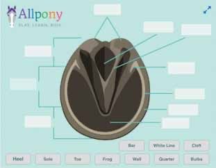 parts of the horse hoof game