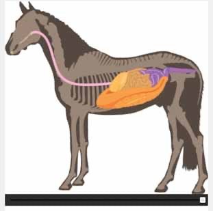 horse anatomy overlay