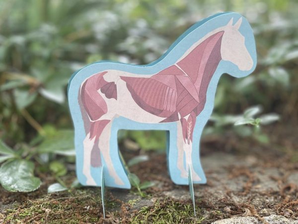 Horse Anatomy Craft - Image 4