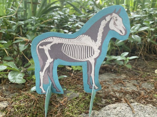 Horse skeleton illustrated download