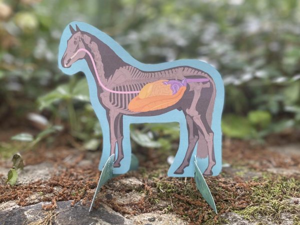 Horse Anatomy Craft - Image 5