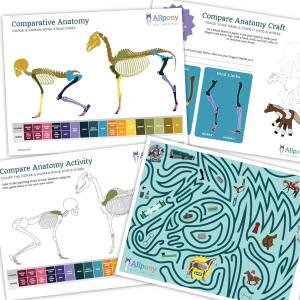 compare horse anatomy craft kids