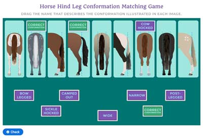 horse hind leg tutorial