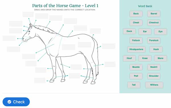 Parts of the horse game