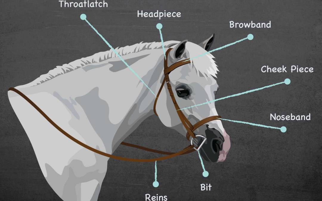 Parts of the Bridle Drag & Drop Game