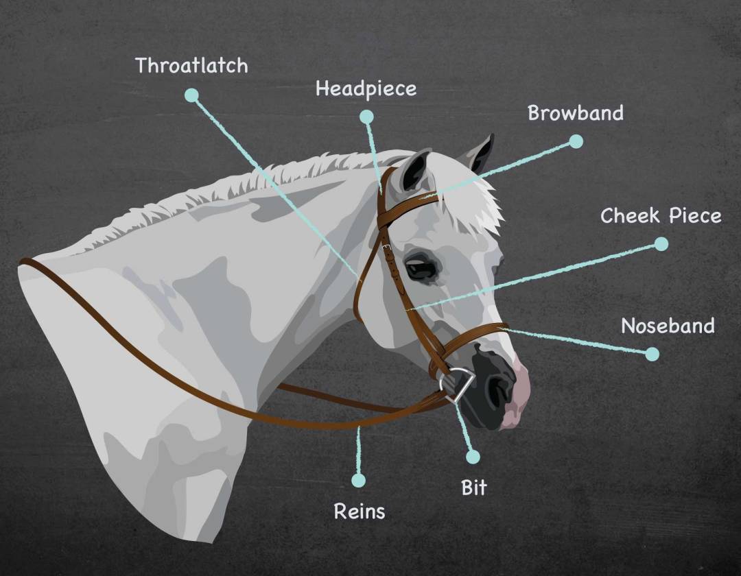 Parts of the Bridle