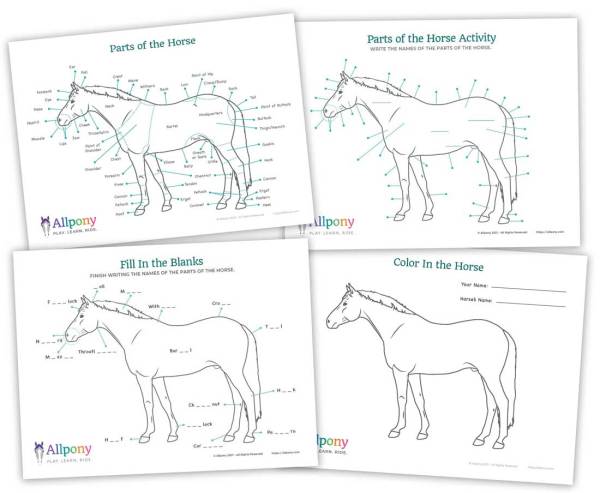 parts of the horse activity