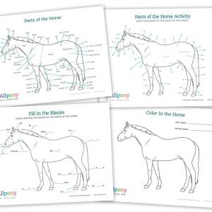 parts of the horse activity