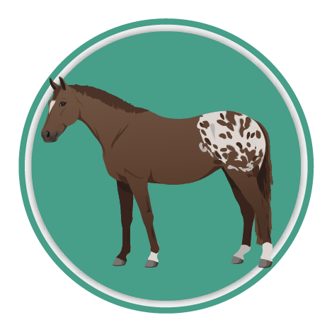 Appaloosa icon