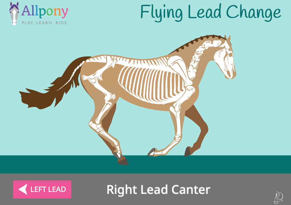 horse flying lead change canter skeleton