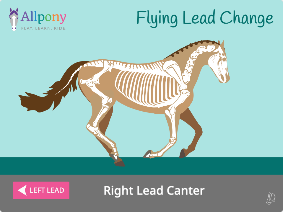 horse flying lead change canter skeleton